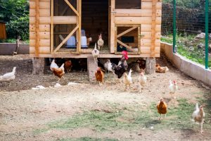 Fotograf dr. Sergej Zabijako, +382 68 129392,
Portfolio: www.photosergey.me
Instagram: https://www.instagram.com/sergej_zabijako_photographerYouTube: https://www.youtube.com/c/PromoMontenegro
#Montenegro #CrnaGora #photoSergejZabijako #PromoMontenegro #Черногория
© photography Sergej Zabijako, © Promo-Montenegro, 2020