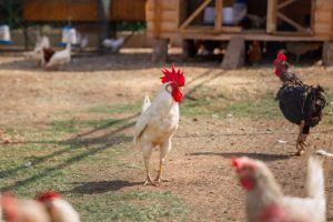 Fotograf dr. Sergej Zabijako, +382 68 129392,
Portfolio: www.photosergey.me
Instagram: https://www.instagram.com/sergej_zabijako_photographerYouTube: https://www.youtube.com/c/PromoMontenegro
#Montenegro #CrnaGora #photoSergejZabijako #PromoMontenegro #Черногория
© photography Sergej Zabijako, © Promo-Montenegro, 2020