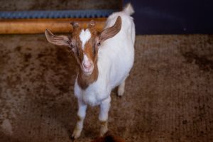 Fotograf dr. Sergej Zabijako, +382 68 129392,
Portfolio: www.photosergey.me
Instagram: https://www.instagram.com/sergej_zabijako_photographerYouTube: https://www.youtube.com/c/PromoMontenegro
#Montenegro #CrnaGora #photoSergejZabijako #PromoMontenegro #Черногория
© photography Sergej Zabijako, © Promo-Montenegro, 2020