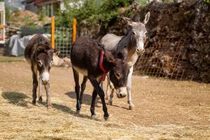 Fotograf dr. Sergej Zabijako, +382 68 129392,
Portfolio: www.photosergey.me
Instagram: https://www.instagram.com/sergej_zabijako_photographerYouTube: https://www.youtube.com/c/PromoMontenegro
#Montenegro #CrnaGora #photoSergejZabijako #PromoMontenegro #Черногория
© photography Sergej Zabijako, © Promo-Montenegro, 2020