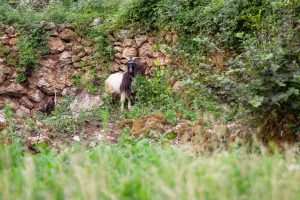 Fotograf dr. Sergej Zabijako, +382 68 129392,
Portfolio: www.photosergey.me
Instagram: https://www.instagram.com/sergej_zabijako_photographerYouTube: https://www.youtube.com/c/PromoMontenegro
#Montenegro #CrnaGora #photoSergejZabijako #PromoMontenegro #Черногория
© photography Sergej Zabijako, © Promo-Montenegro, 2020