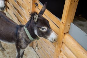 Fotograf dr. Sergej Zabijako, +382 68 129392,
Portfolio: www.photosergey.me
Instagram: https://www.instagram.com/sergej_zabijako_photographerYouTube: https://www.youtube.com/c/PromoMontenegro
#Montenegro #CrnaGora #photoSergejZabijako #PromoMontenegro #Черногория
© photography Sergej Zabijako, © Promo-Montenegro, 2020