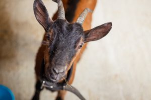 Fotograf dr. Sergej Zabijako, +382 68 129392,
Portfolio: www.photosergey.me
Instagram: https://www.instagram.com/sergej_zabijako_photographerYouTube: https://www.youtube.com/c/PromoMontenegro
#Montenegro #CrnaGora #photoSergejZabijako #PromoMontenegro #Черногория
© photography Sergej Zabijako, © Promo-Montenegro, 2020