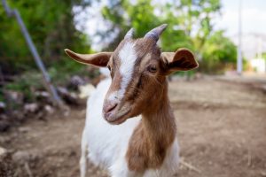 Fotograf dr. Sergej Zabijako, +382 68 129392,
Portfolio: www.photosergey.me
Instagram: https://www.instagram.com/sergej_zabijako_photographerYouTube: https://www.youtube.com/c/PromoMontenegro
#Montenegro #CrnaGora #photoSergejZabijako #PromoMontenegro #Черногория
© photography Sergej Zabijako, © Promo-Montenegro, 2020