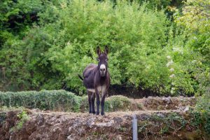 Fotograf dr. Sergej Zabijako, +382 68 129392,
Portfolio: www.photosergey.me
Instagram: https://www.instagram.com/sergej_zabijako_photographerYouTube: https://www.youtube.com/c/PromoMontenegro
#Montenegro #CrnaGora #photoSergejZabijako #PromoMontenegro #Черногория
© photography Sergej Zabijako, © Promo-Montenegro, 2020