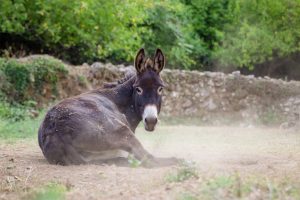 Fotograf dr. Sergej Zabijako, +382 68 129392,
Portfolio: www.photosergey.me
Instagram: https://www.instagram.com/sergej_zabijako_photographerYouTube: https://www.youtube.com/c/PromoMontenegro
#Montenegro #CrnaGora #photoSergejZabijako #PromoMontenegro #Черногория
© photography Sergej Zabijako, © Promo-Montenegro, 2020