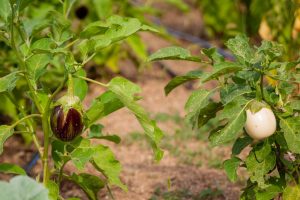 Fotograf dr. Sergej Zabijako, +382 68 129392,
Portfolio: www.photosergey.me
Instagram: https://www.instagram.com/sergej_zabijako_photographerYouTube: https://www.youtube.com/c/PromoMontenegro
#Montenegro #CrnaGora #photoSergejZabijako #PromoMontenegro #Черногория
© photography Sergej Zabijako, © Promo-Montenegro, 2020